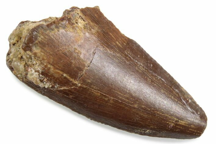 Serrated Raptor Tooth - Real Dinosaur Tooth #376524